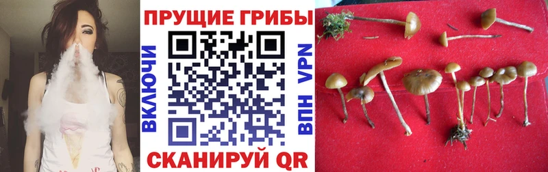 shop состав  Ногинск  Галлюциногенные грибы MAGIC MUSHROOMS 